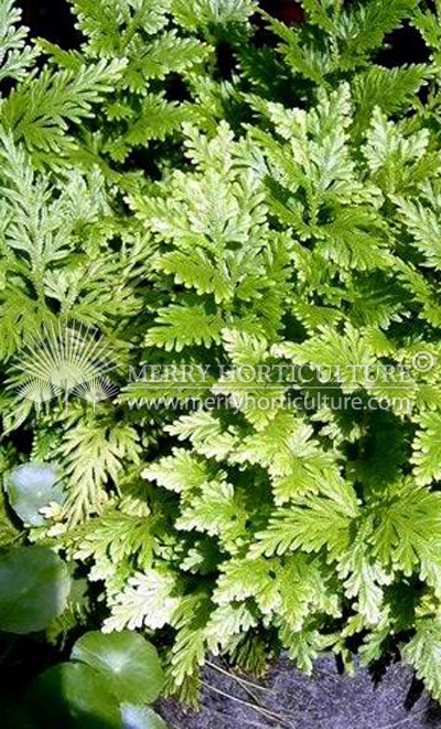 Selaginella Fern